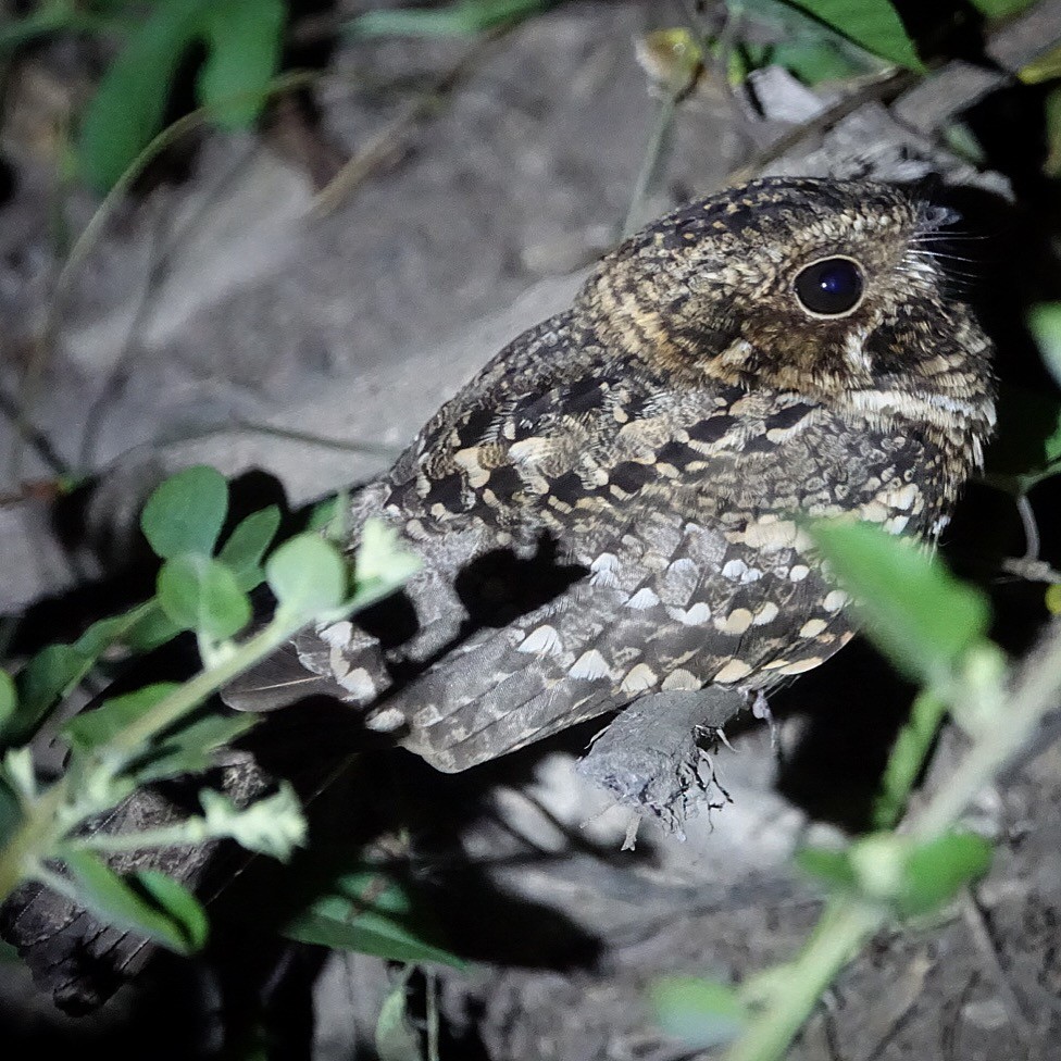 Scrub Nightjar - Daniel Pacheco Osorio