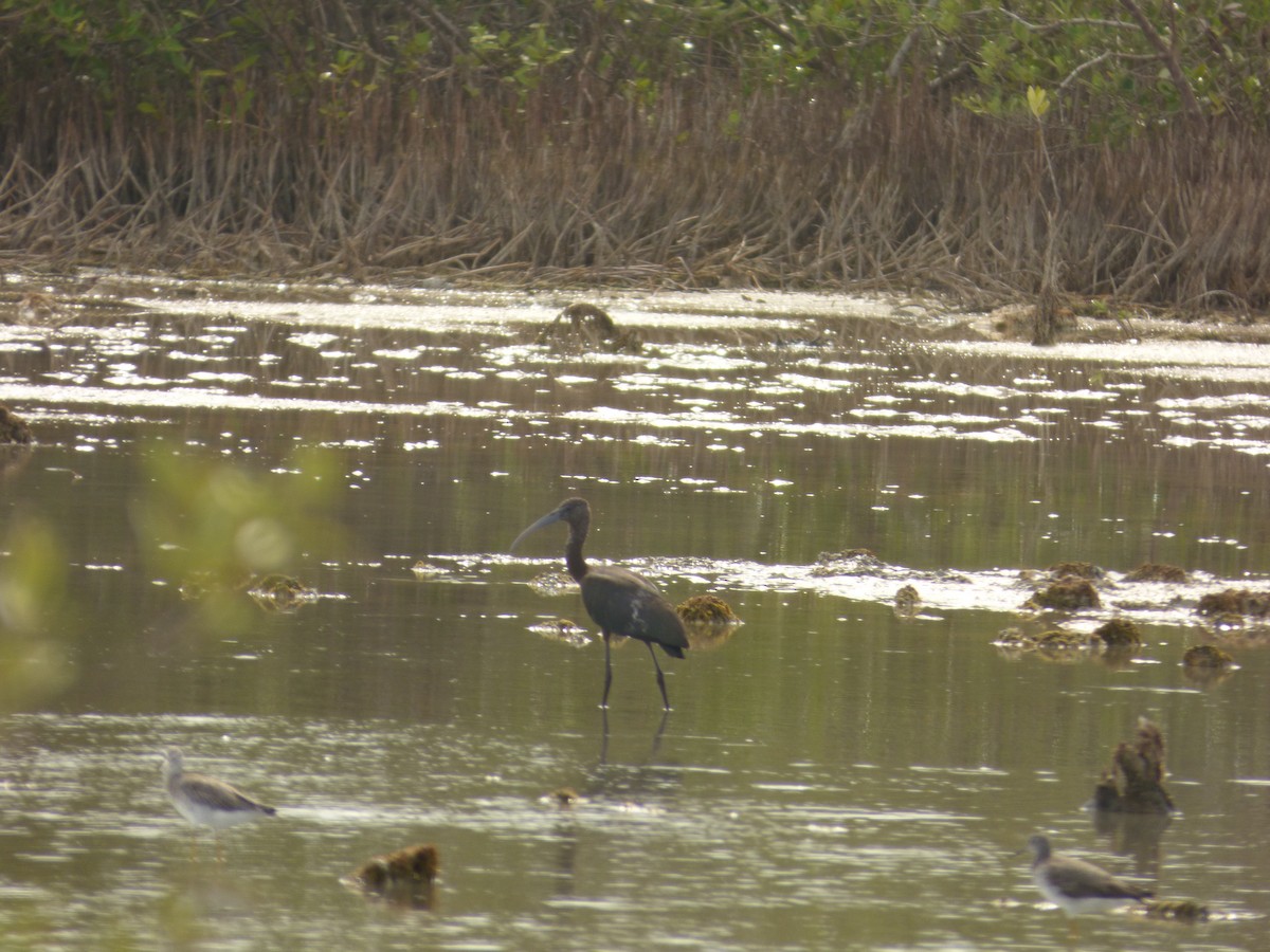 ibis hnědý - ML71316691