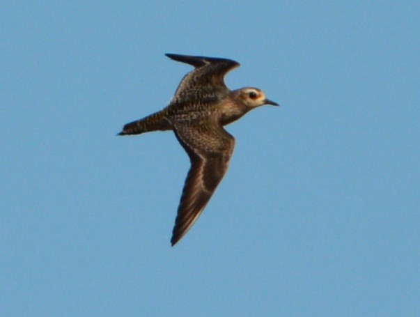 American Golden-Plover - ML71317281