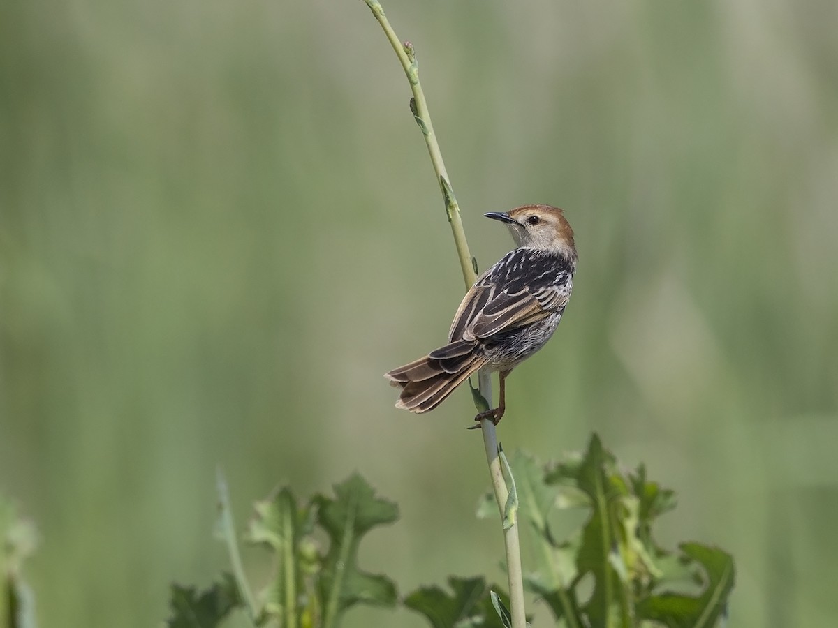 Levaillant's Cisticola - Niall D Perrins