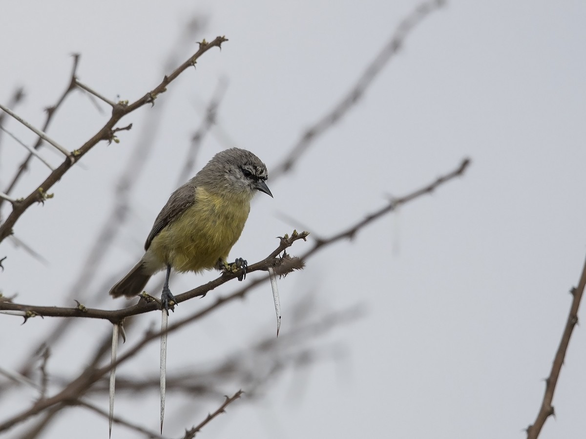 Southern Penduline-Tit - Niall D Perrins