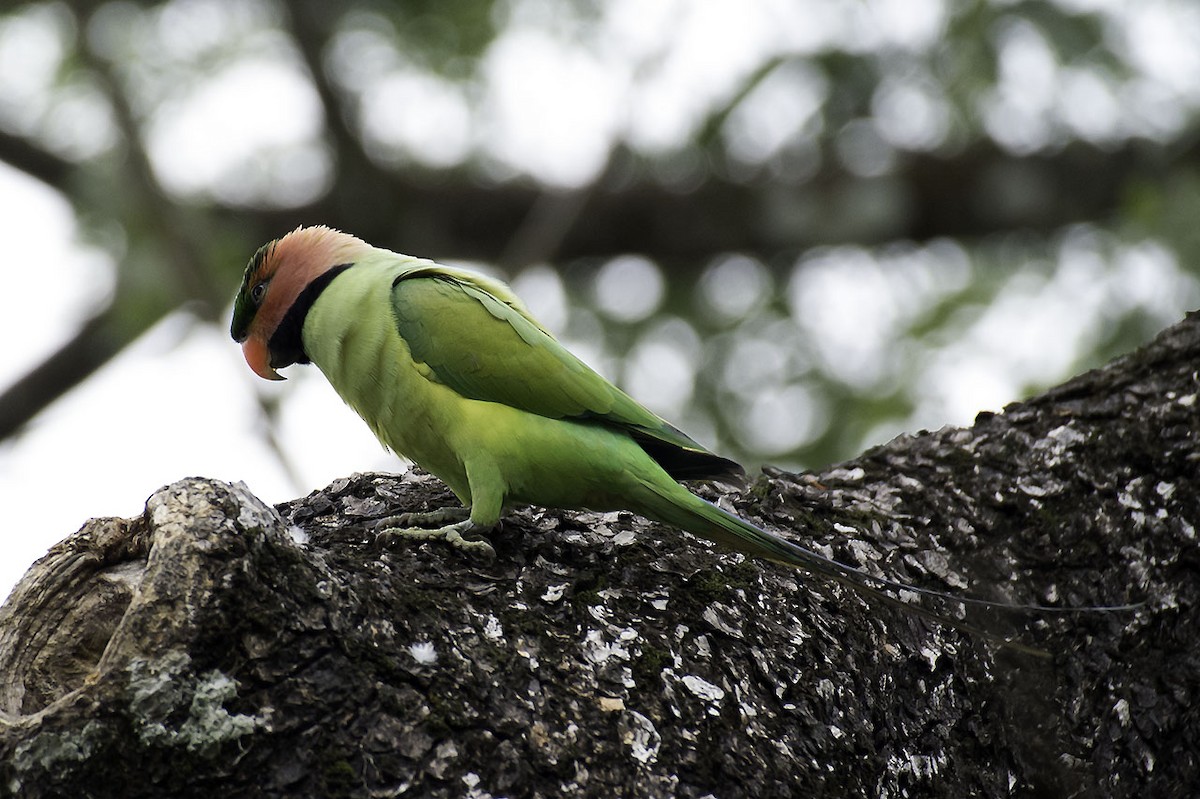 Long-tailed Parakeet (Long-tailed) - Anonymous