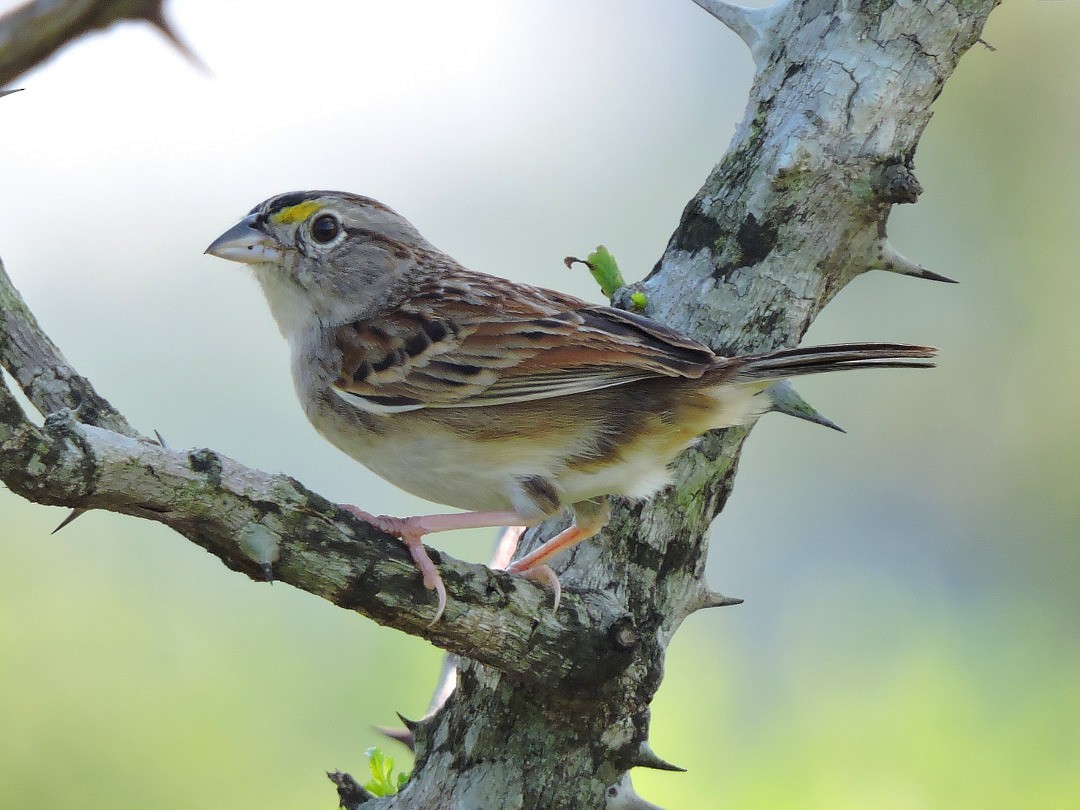 Grassland Sparrow - ML71318461