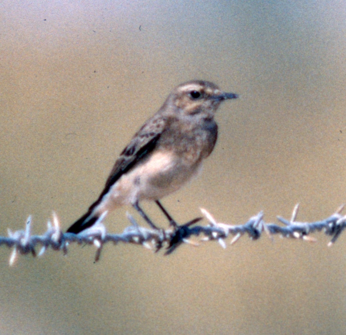 Pied Wheatear - Cliff Peterson