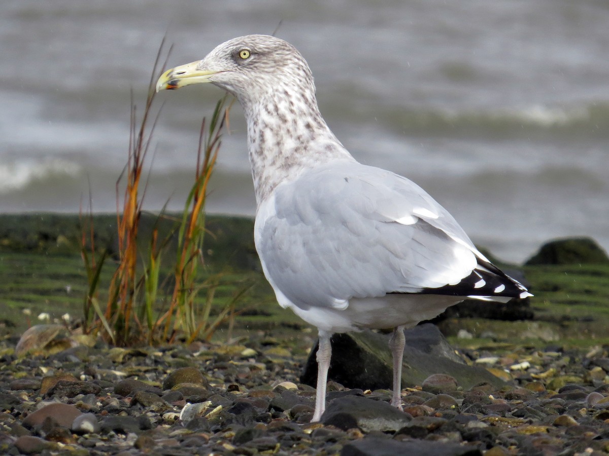 Nonbreeding adult