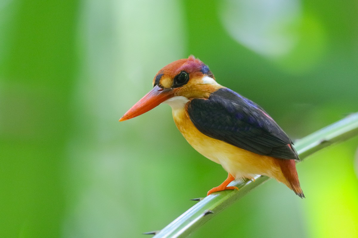 Black-backed Dwarf-Kingfisher - Francis Yap