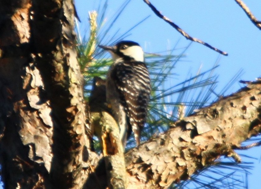 Red-cockaded Woodpecker - ML71320181