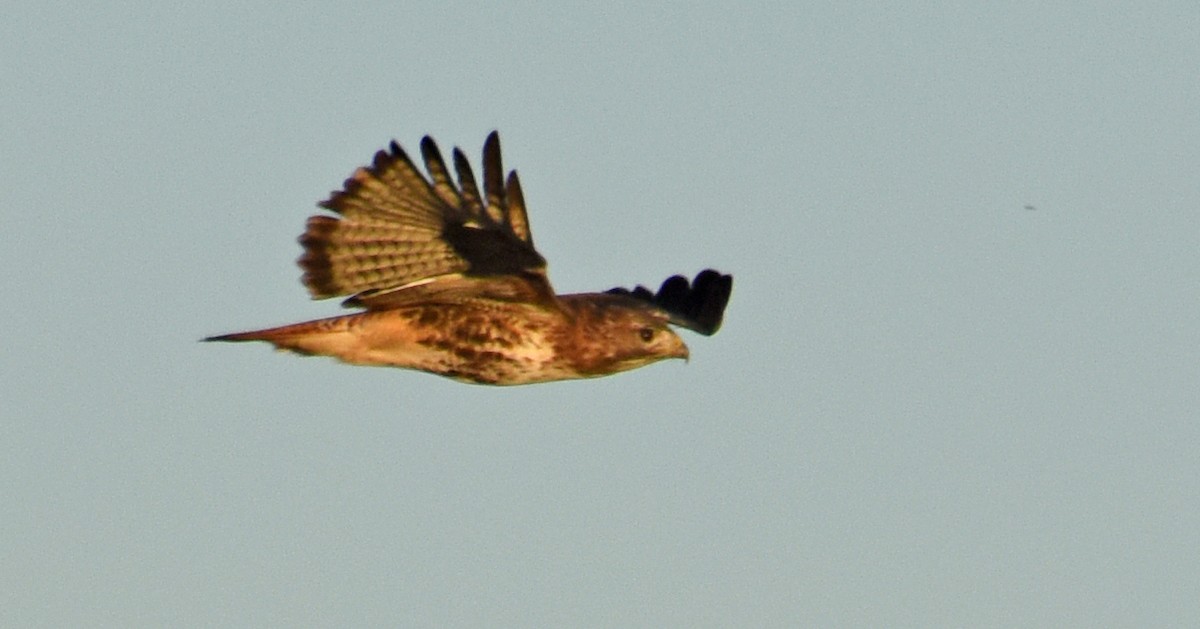 Red-tailed Hawk (abieticola) - ML71320241