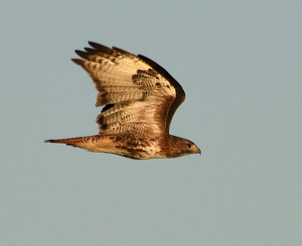 Rotschwanzbussard (abieticola) - ML71320251