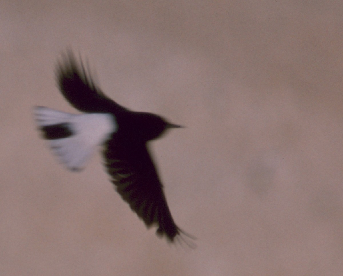 White-crowned Wheatear - ML71320381