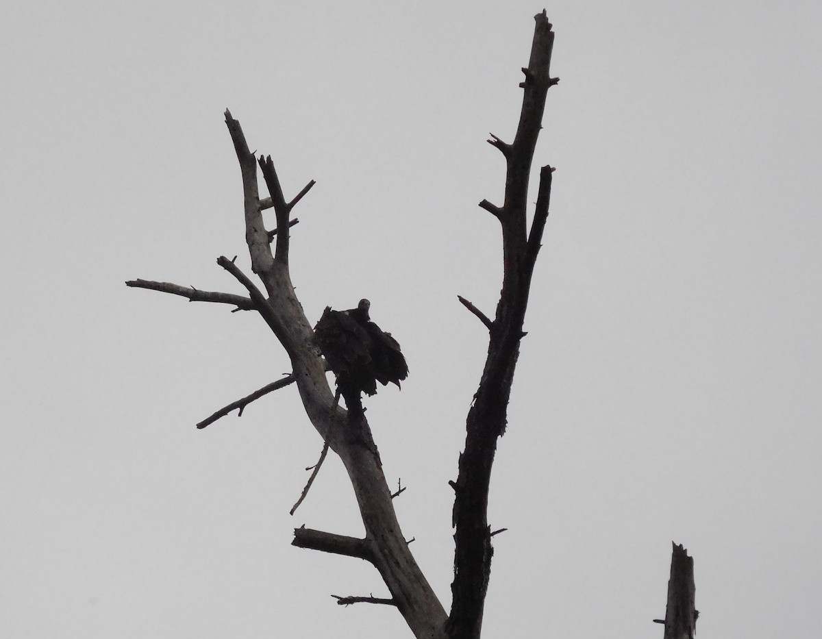 Black Vulture - ML71320401