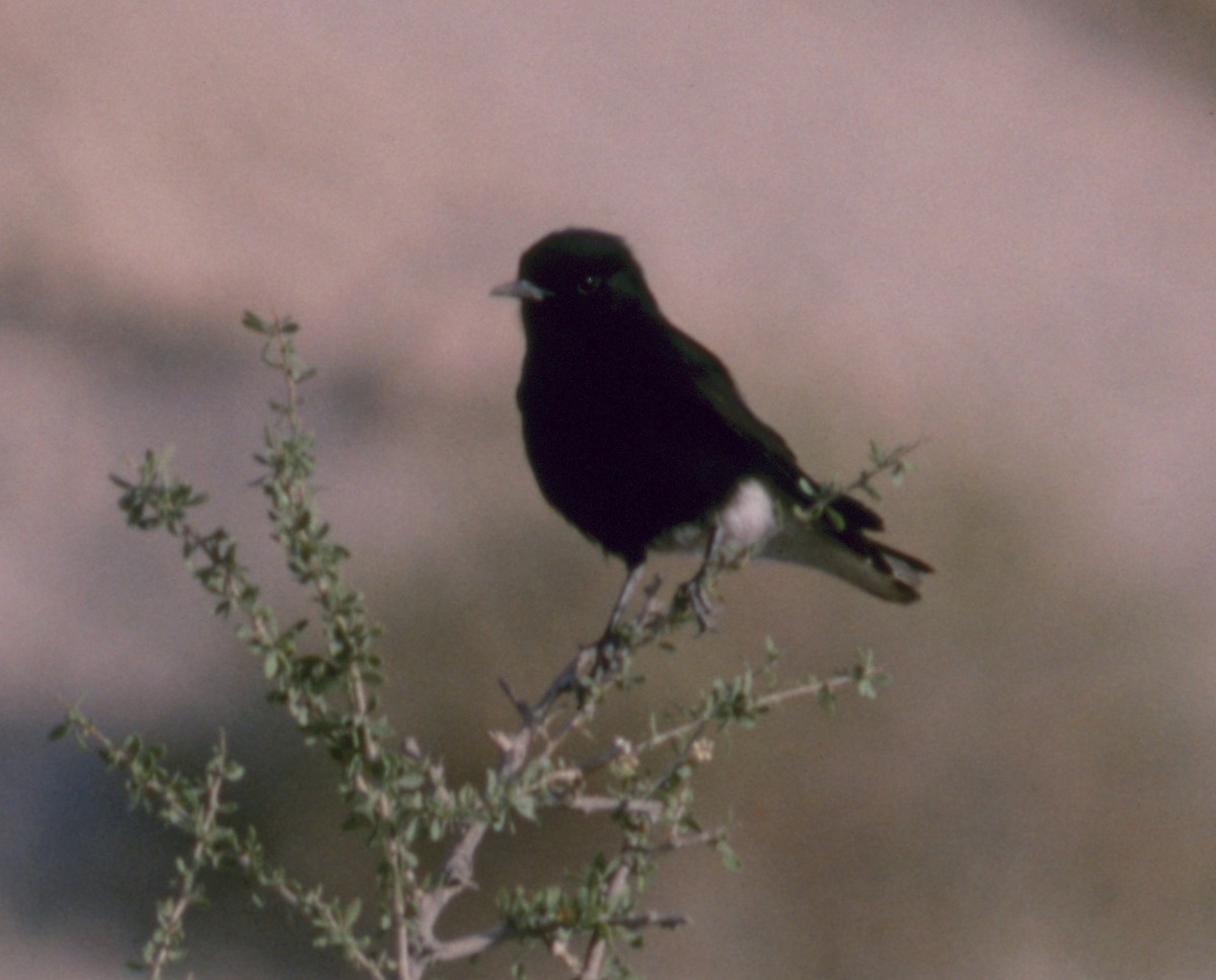 White-crowned Wheatear - Cliff Peterson