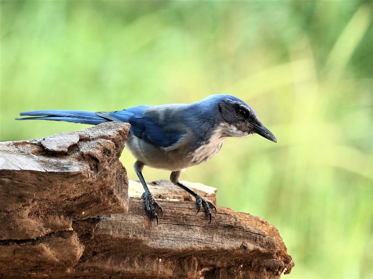 Woodhouse's Scrub-Jay - Ann Vaughan