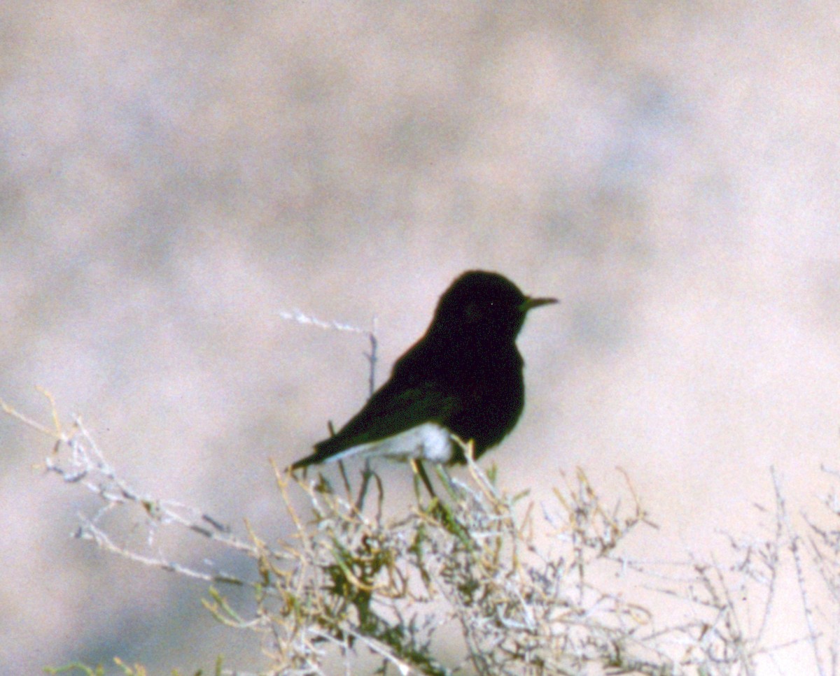 White-crowned Wheatear - Cliff Peterson