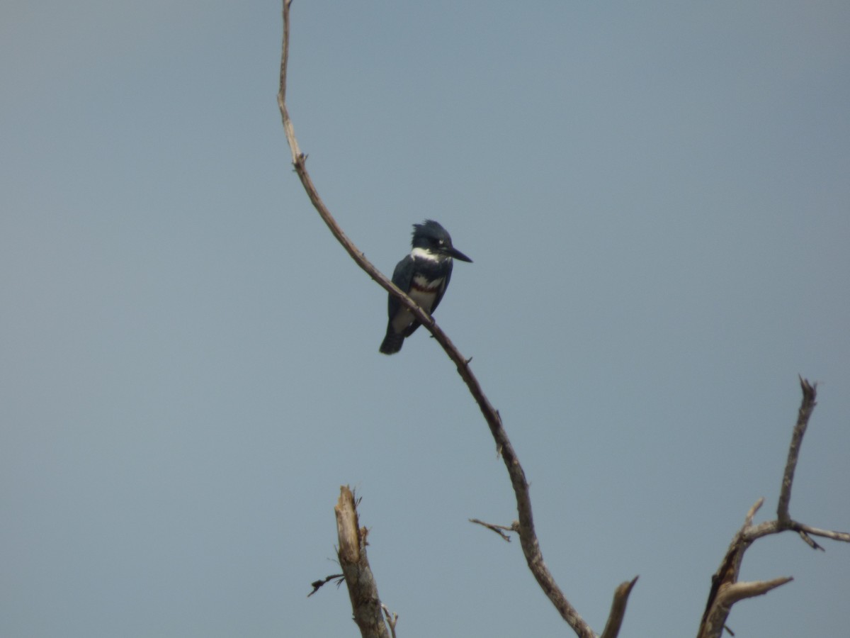 Belted Kingfisher - Tarra Lindo