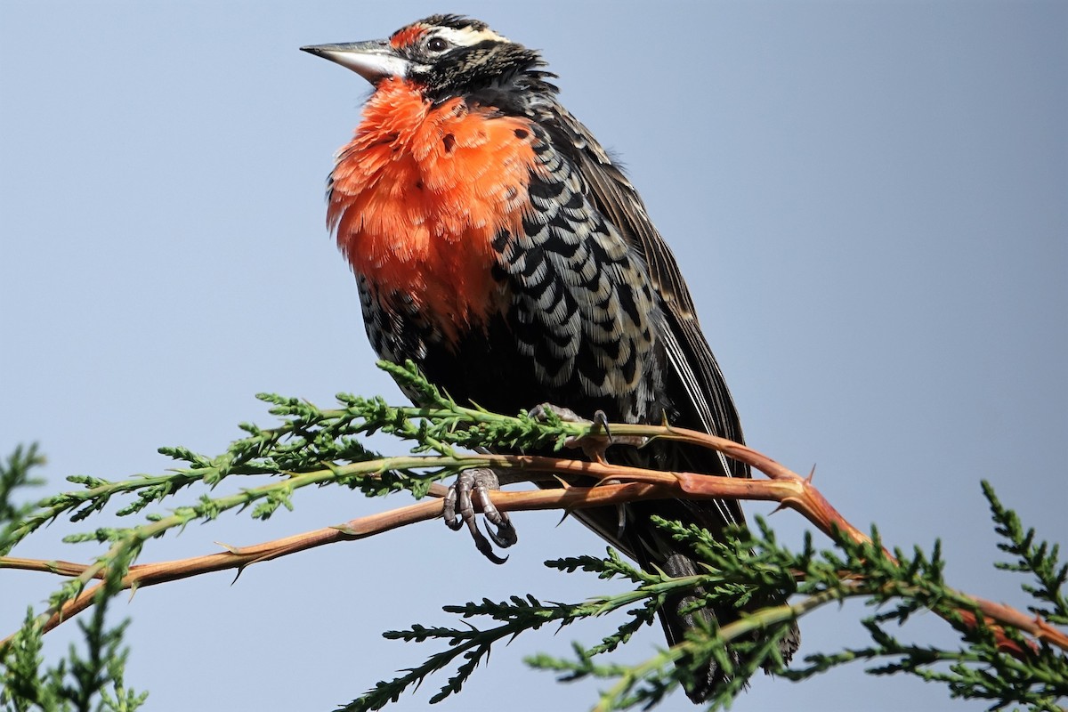 Peruvian Meadowlark - ML713223