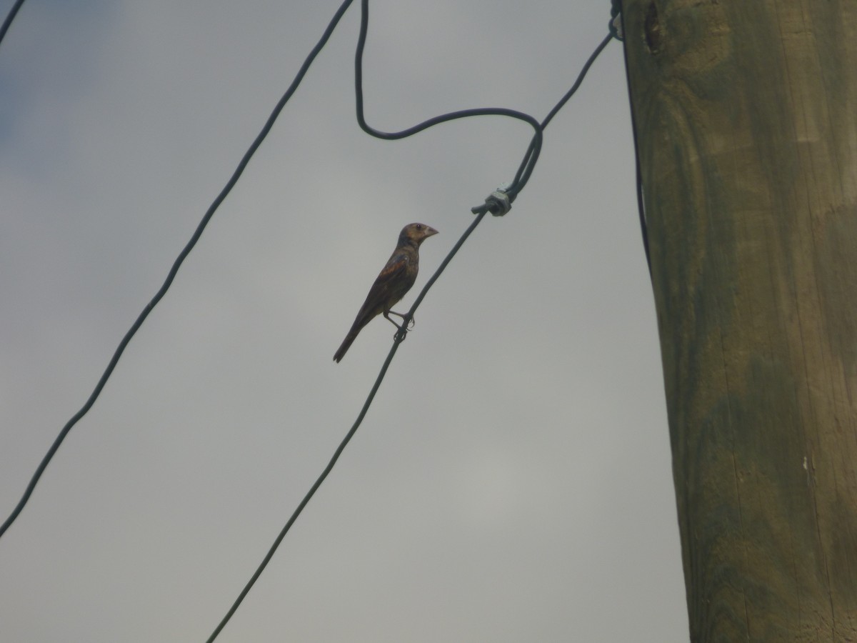 Blue Grosbeak - ML71322831