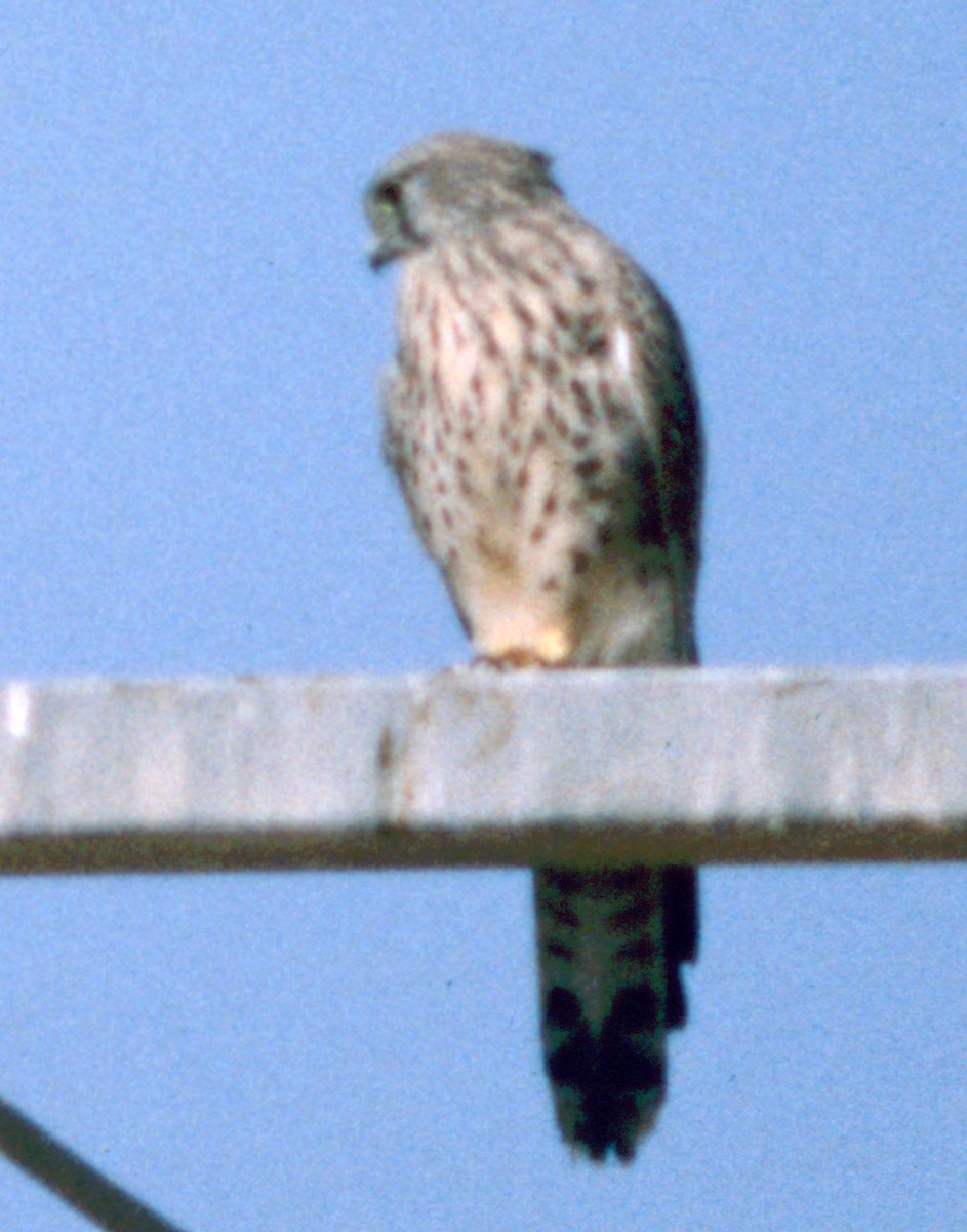 Eurasian Kestrel - Cliff Peterson