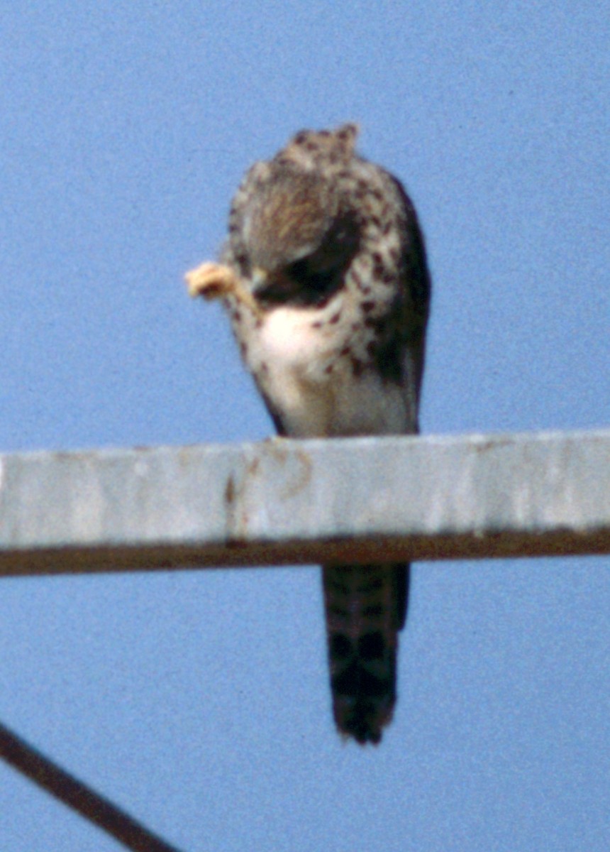 Eurasian Kestrel - Cliff Peterson