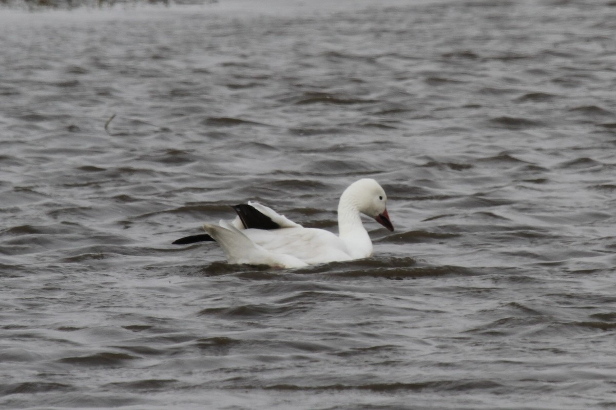 Snow Goose - Geoffrey Urwin