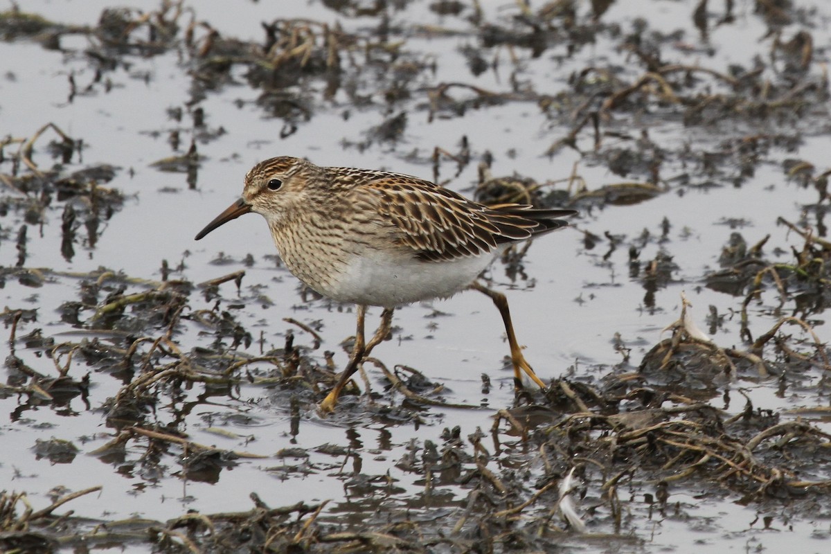 Pectoral Sandpiper - ML71323561