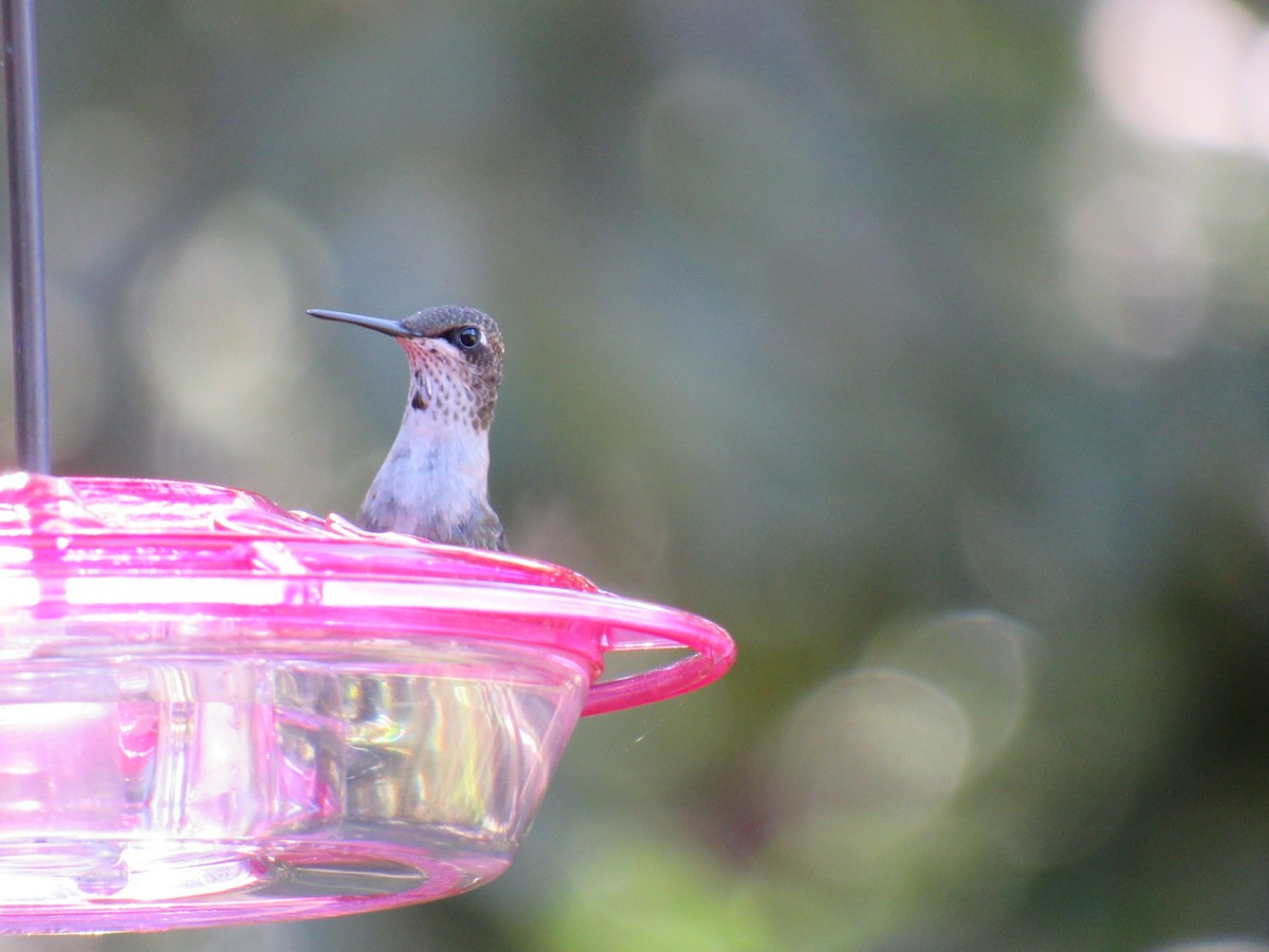 Ruby-throated Hummingbird - Matt Johnson