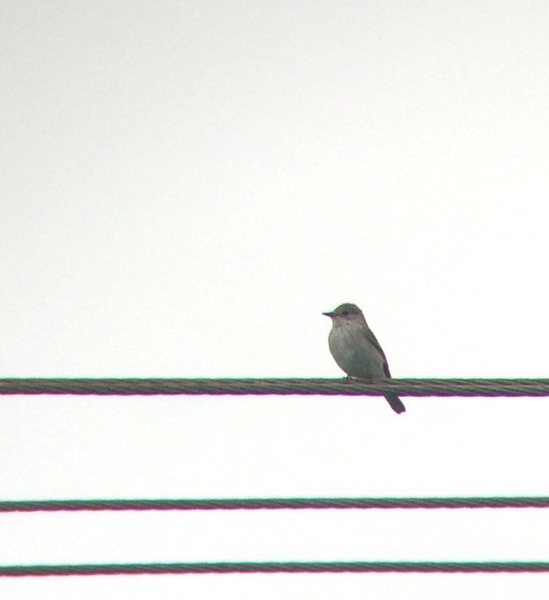 Spotted Flycatcher - Ramit Singal