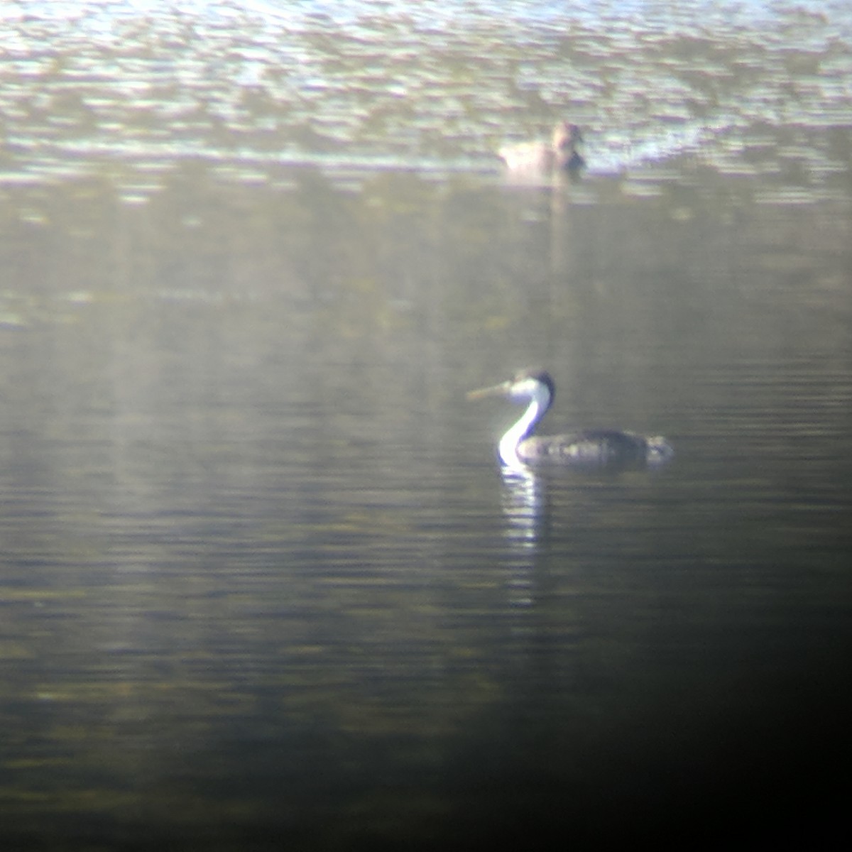 Western Grebe - ML71325631