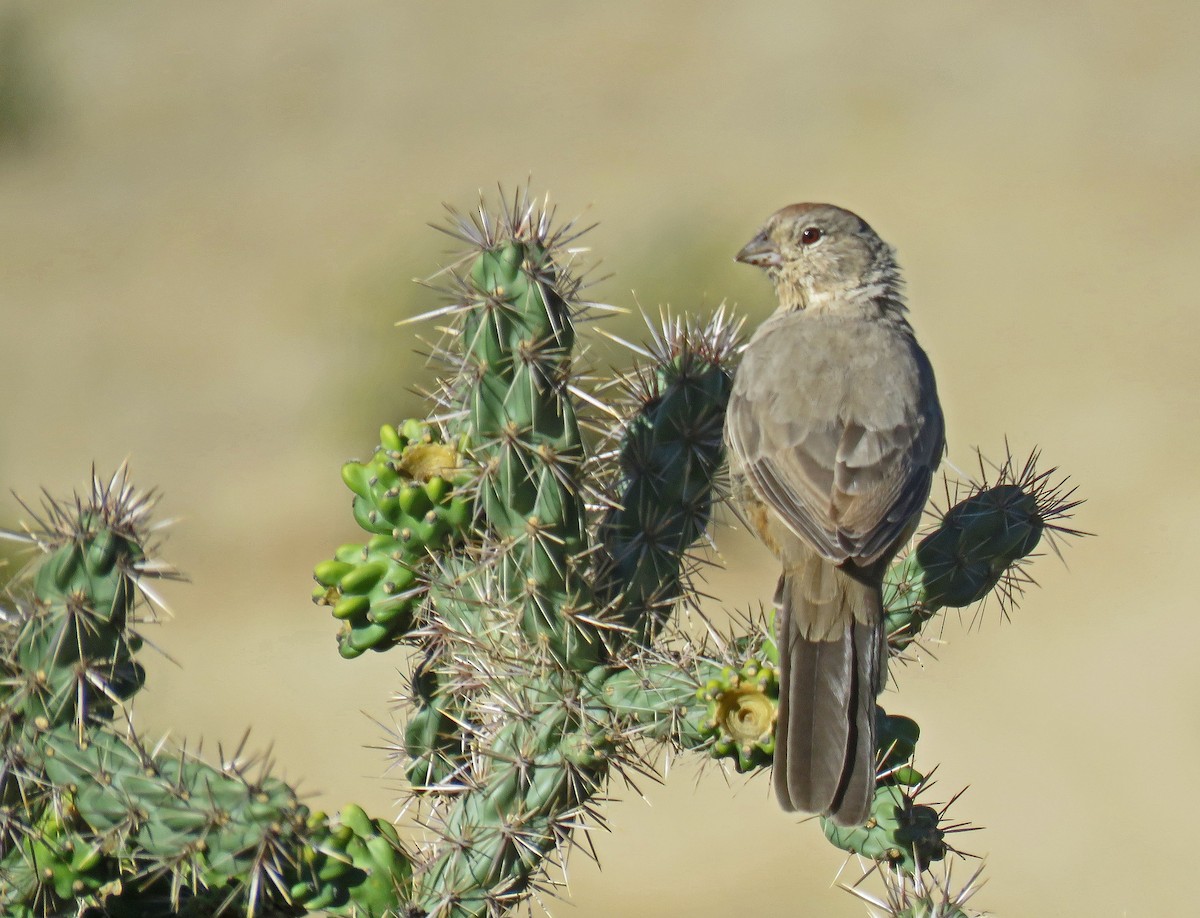 Canyon Towhee - ML71327011