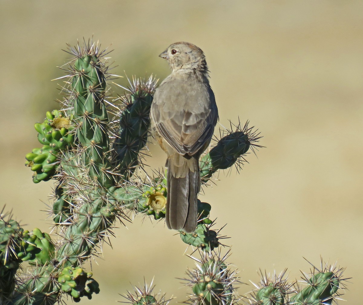 Canyon Towhee - ML71327031