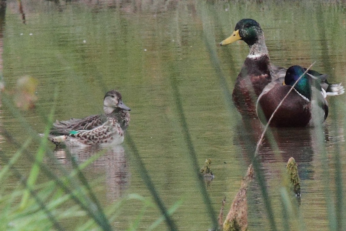 Green-winged Teal - ML71327041