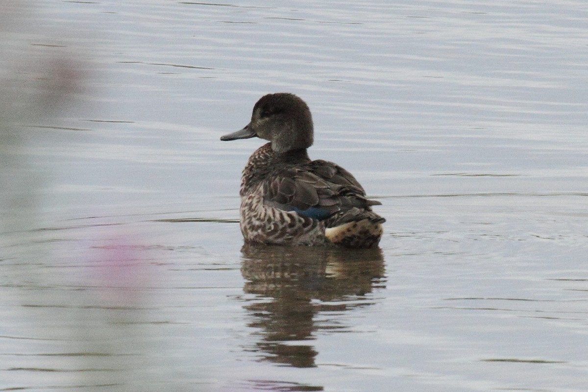 Green-winged Teal - ML71327061