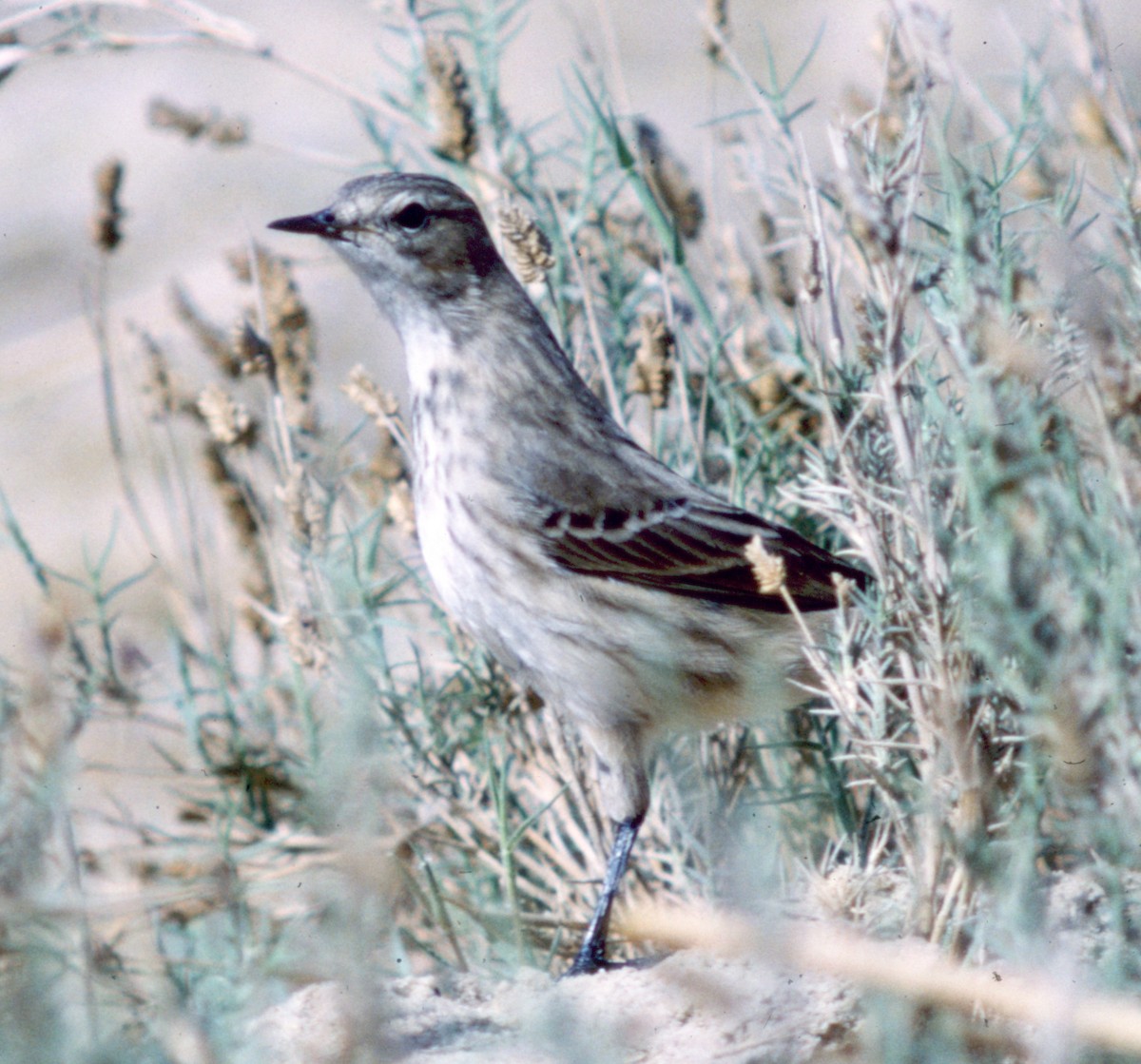 Water Pipit - Cliff Peterson