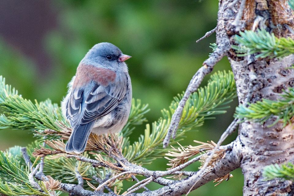 Dark-eyed Junco - ML71327701