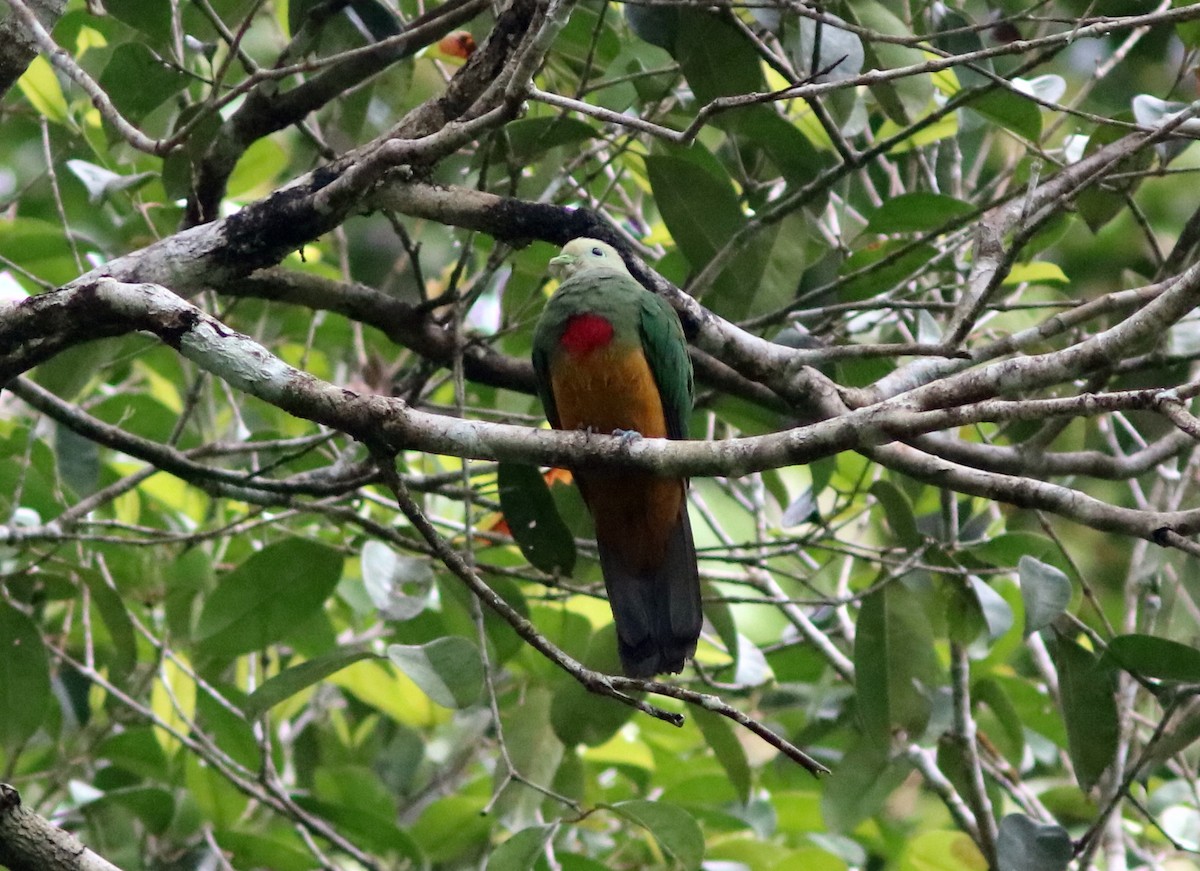 Scarlet-breasted Fruit-Dove - ML71330061