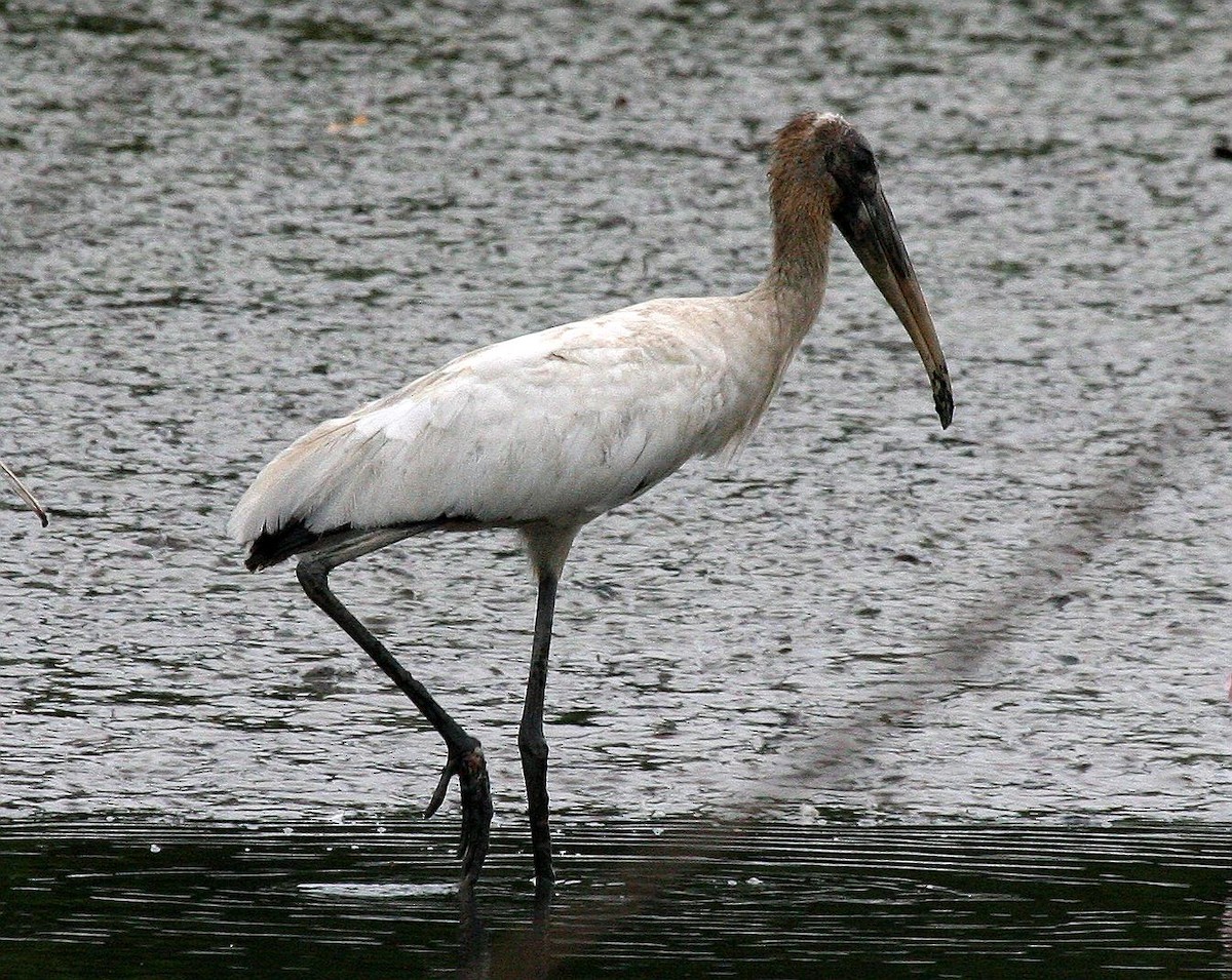 Wood Stork - Jonathan Plissner