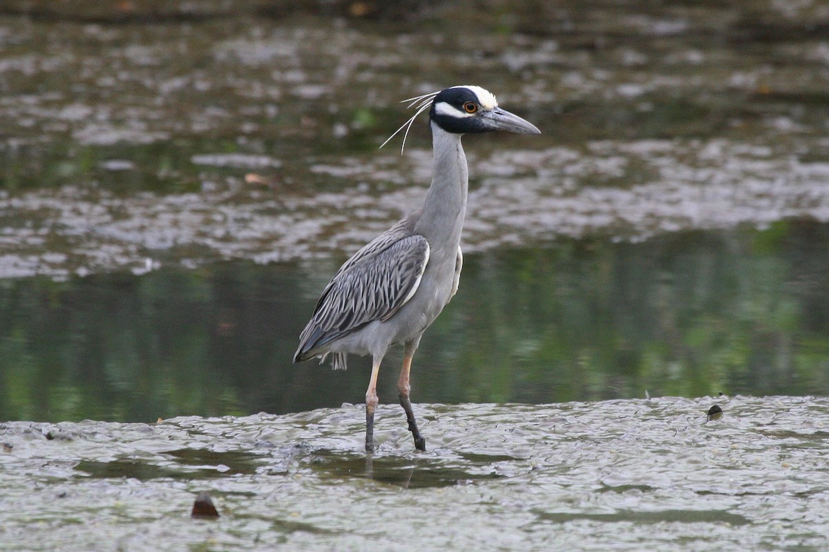 Yellow-crowned Night Heron - Jonathan Plissner