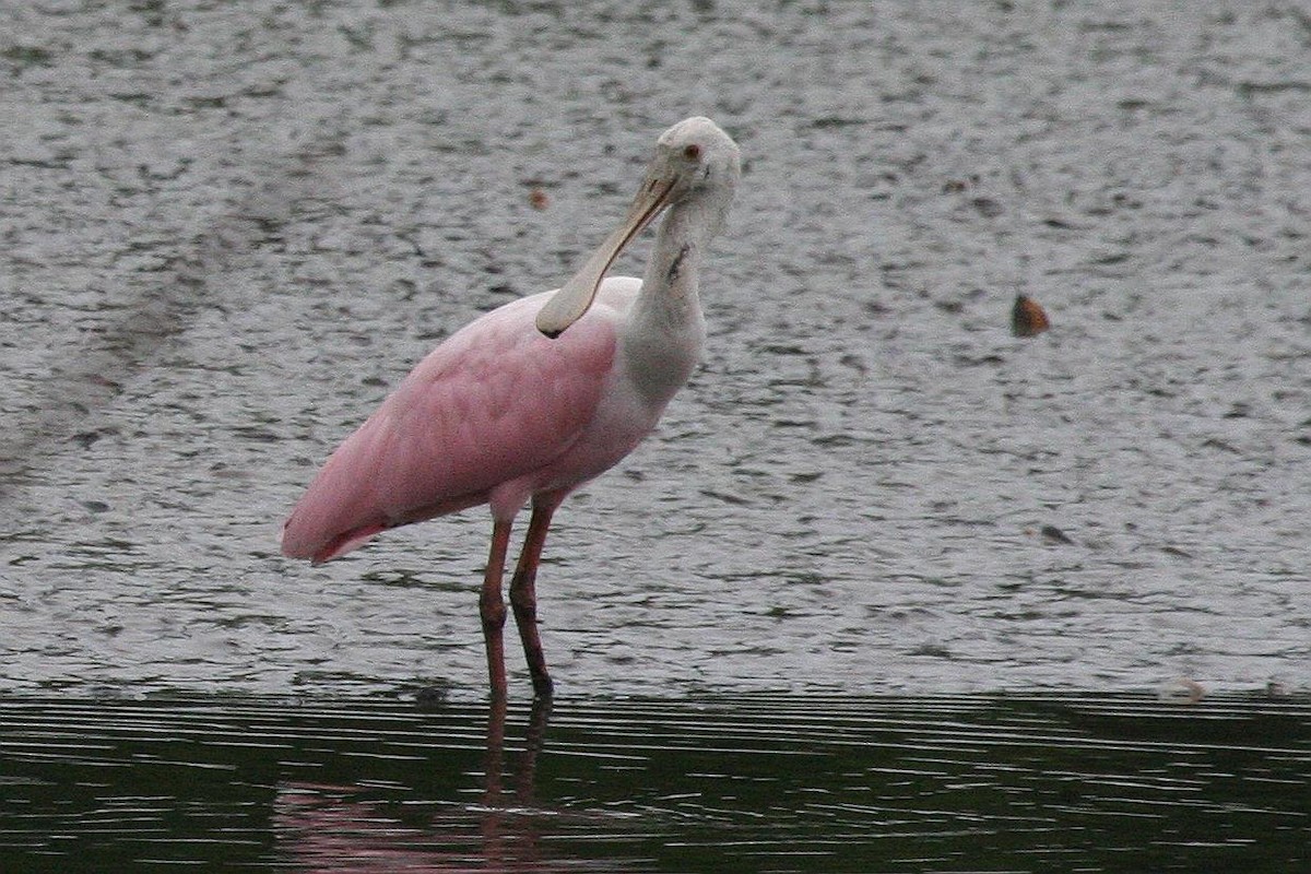 Roseate Spoonbill - Jonathan Plissner