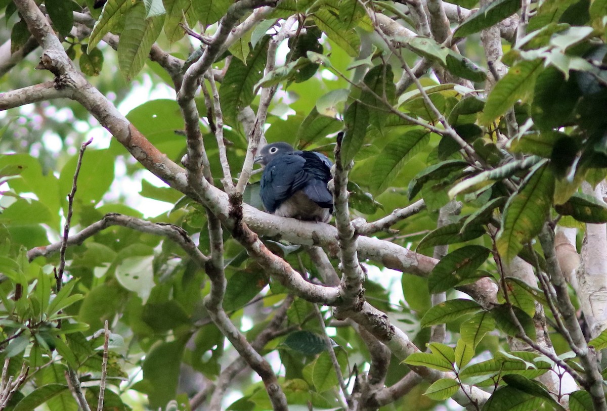 Spectacled Imperial-Pigeon - ML71330331