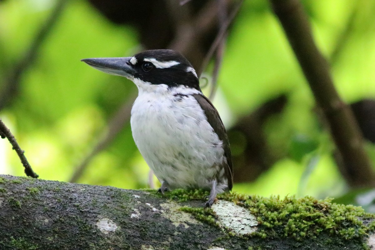 Sombre Kingfisher - ML71330771