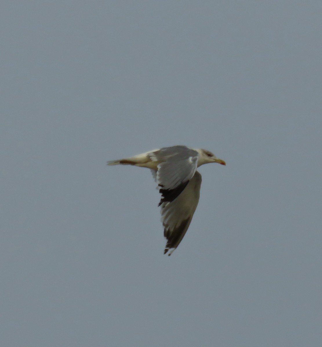 Yellow-legged Gull - Ricardo Rodríguez Llamazares
