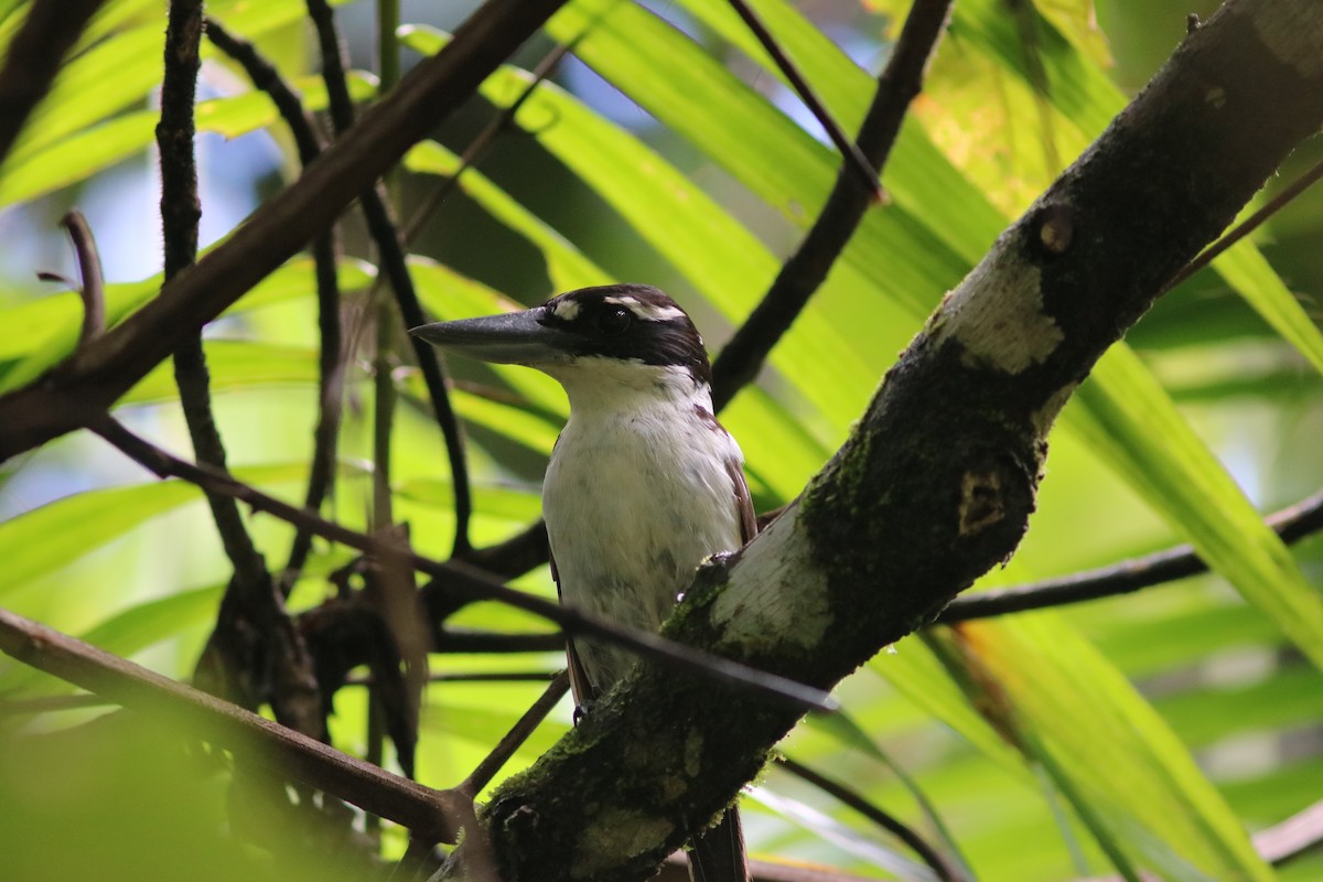 Sombre Kingfisher - ML71331051