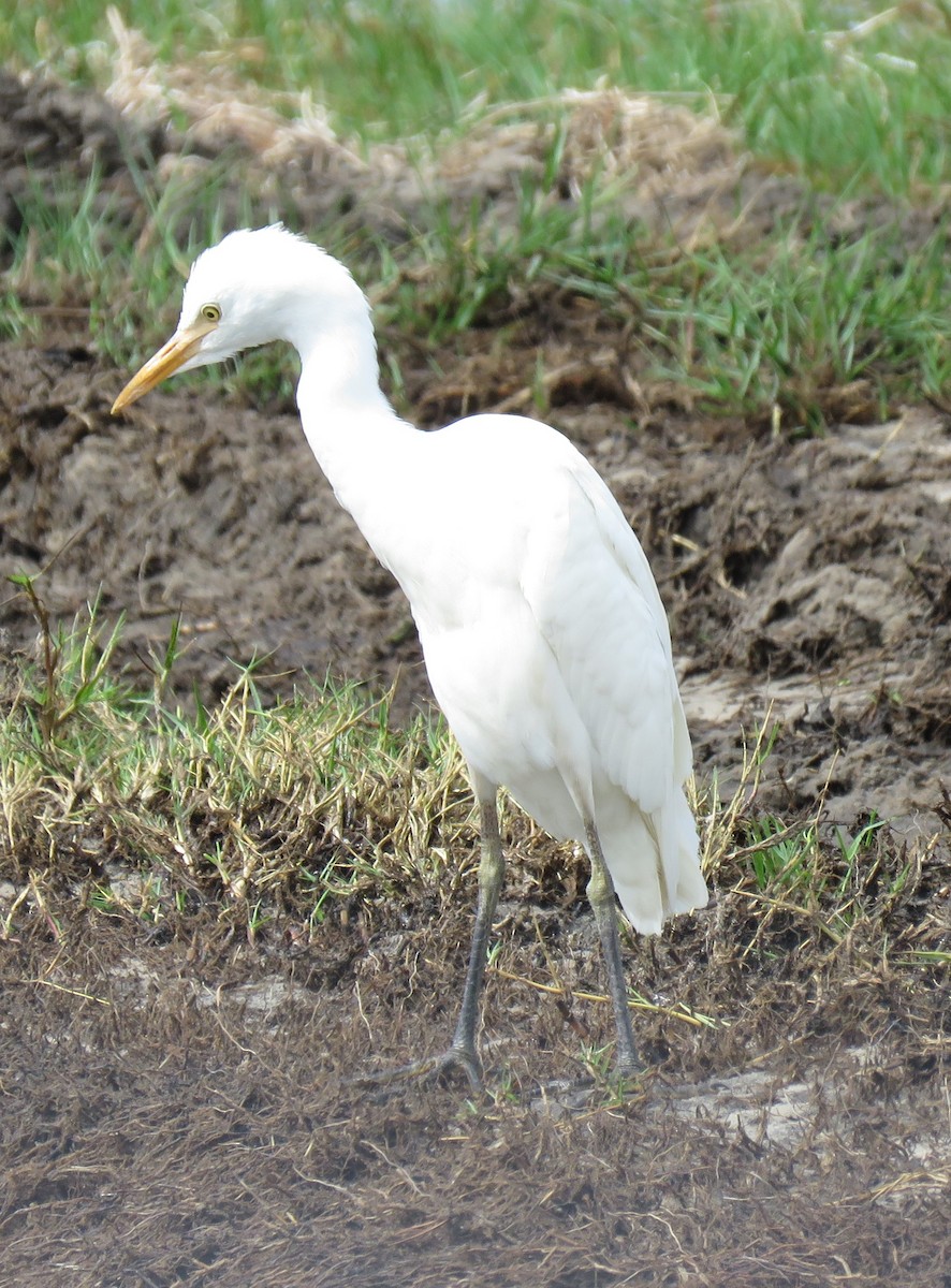 Western Cattle Egret - ML71331681