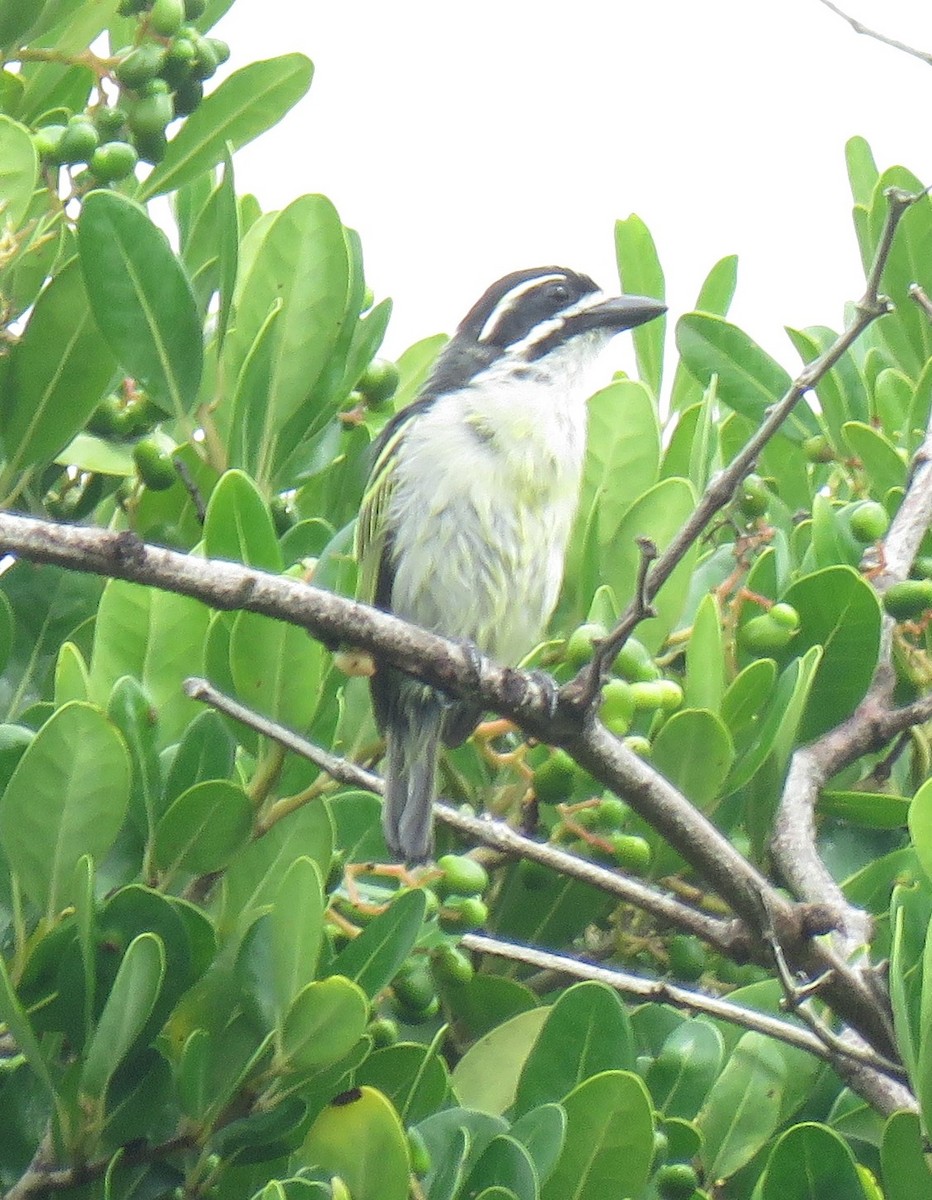 Küçük Maskeli Cüce Barbet - ML71331771