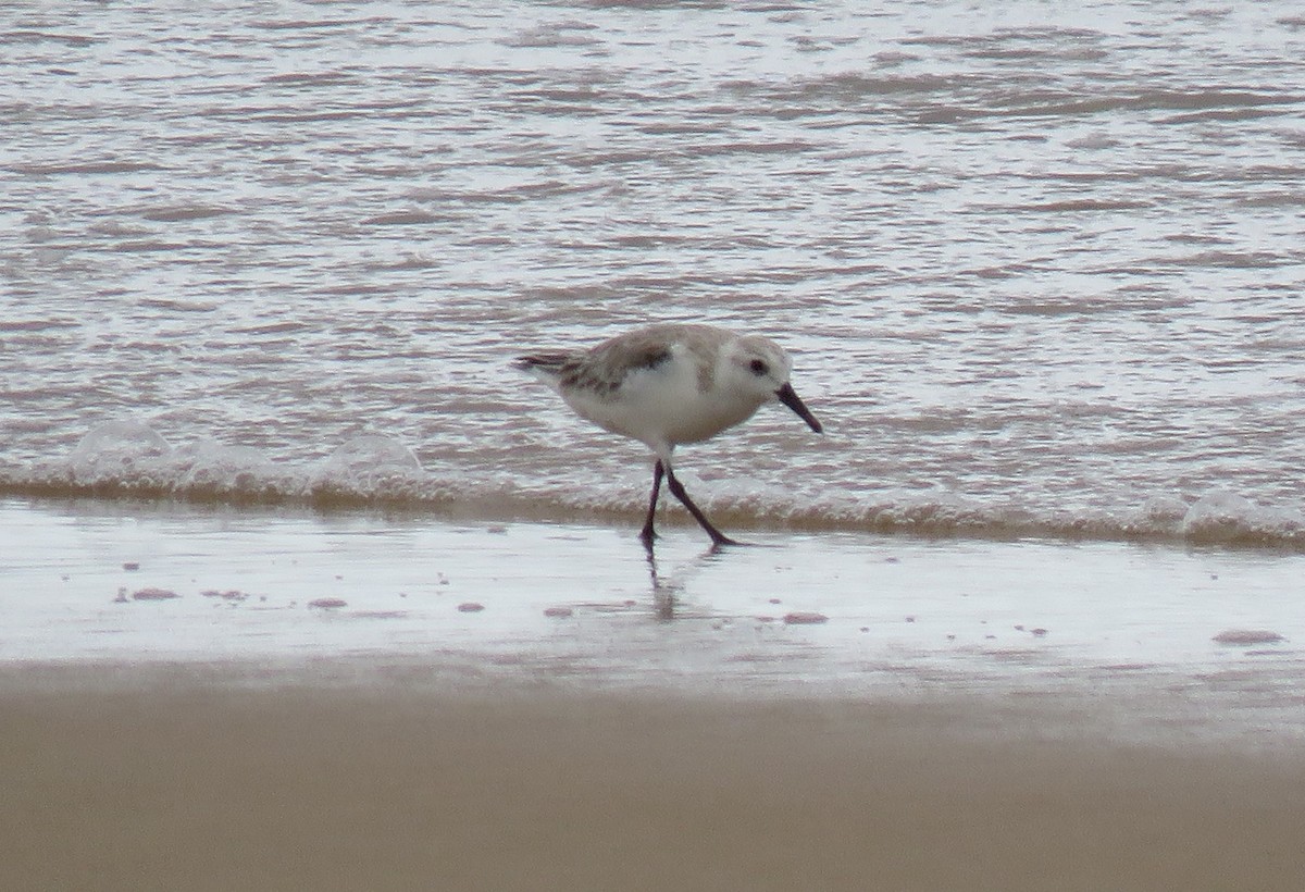 Sanderling - ML71331791