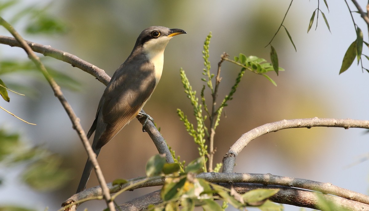 Mangrovekuckuck - ML71332151