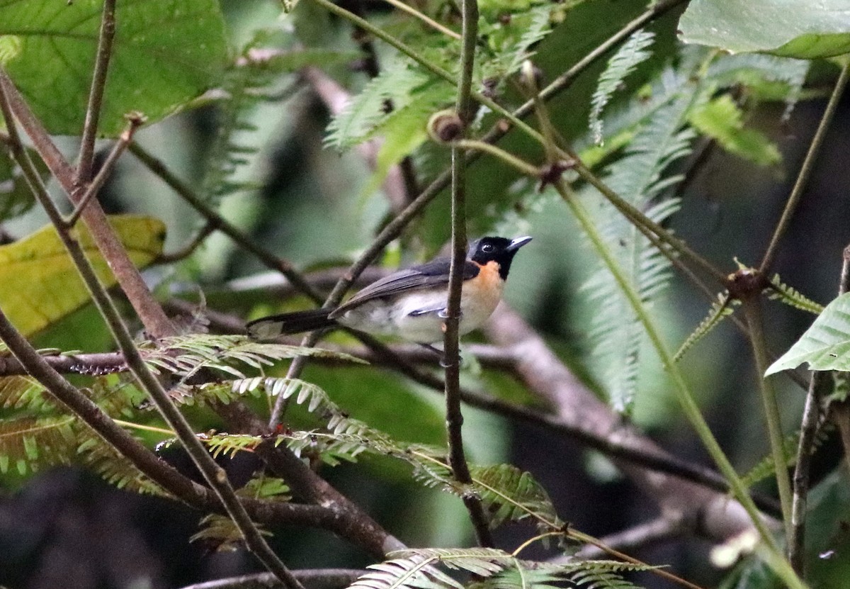 Spectacled Monarch (Halmahera) - ML71332181