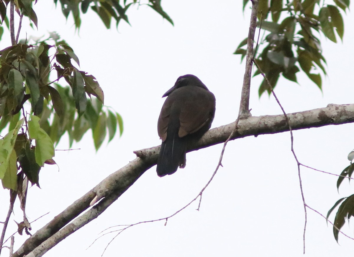 Halmahera Paradise-crow - ML71332871