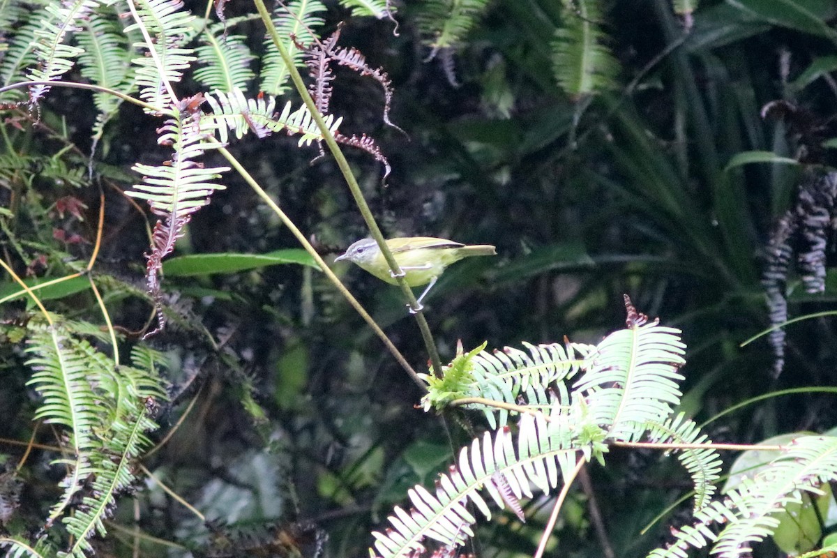Island Leaf Warbler (Halmahera) - ML71333131