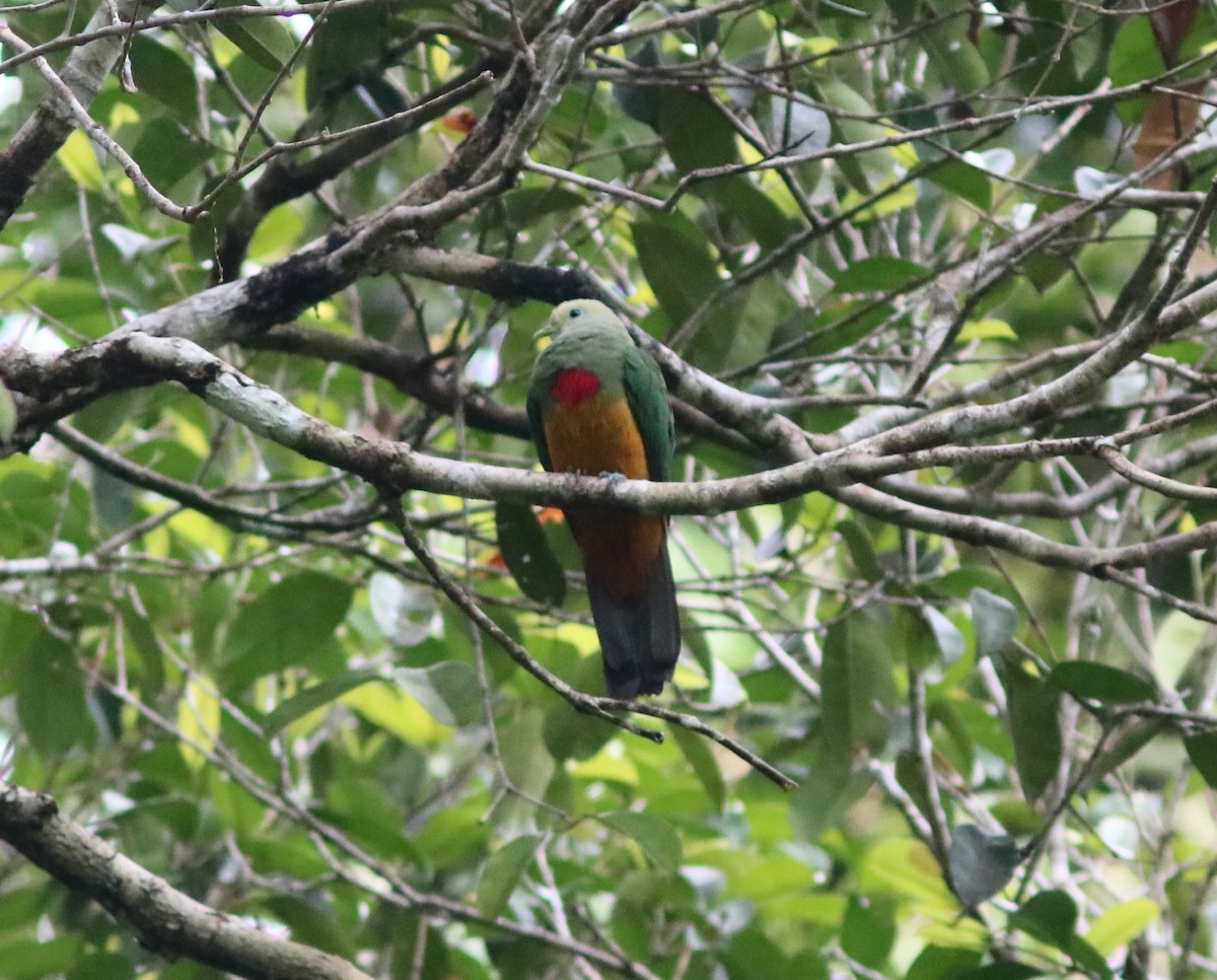 Scarlet-breasted Fruit-Dove - John Drummond